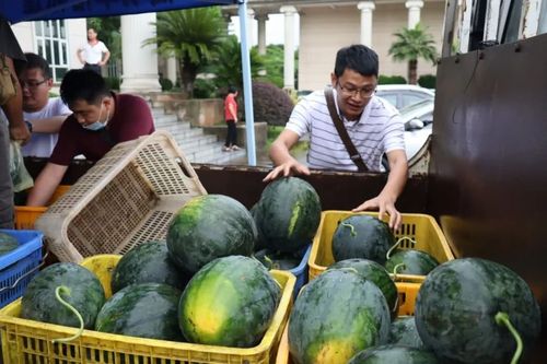 原来是在进行本地农产品销售推广活动