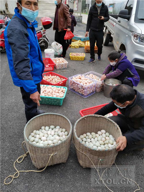 消费扶贫 专列 开进湘潭县众兴村,1000只土鸡销售一空